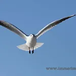 Strandraeuber