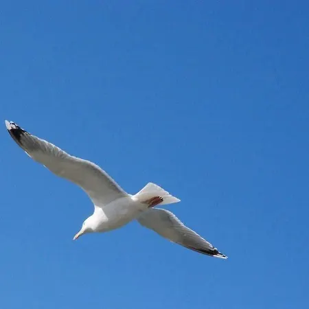 Szálloda Strandraeuber Kalifornien