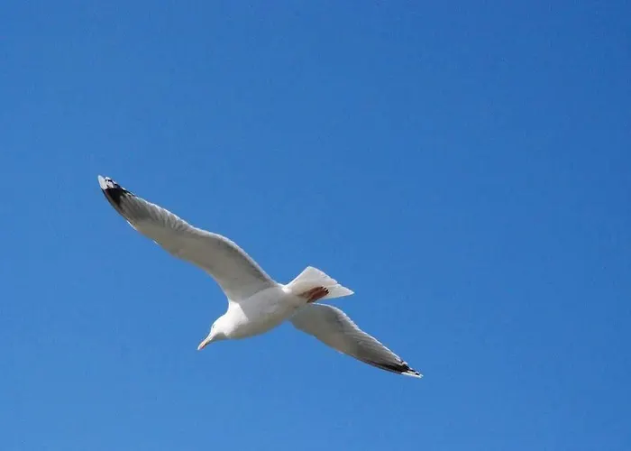 酒店 Strandraeuber 加利福尼亚